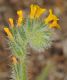 image of Amsinckia calycina