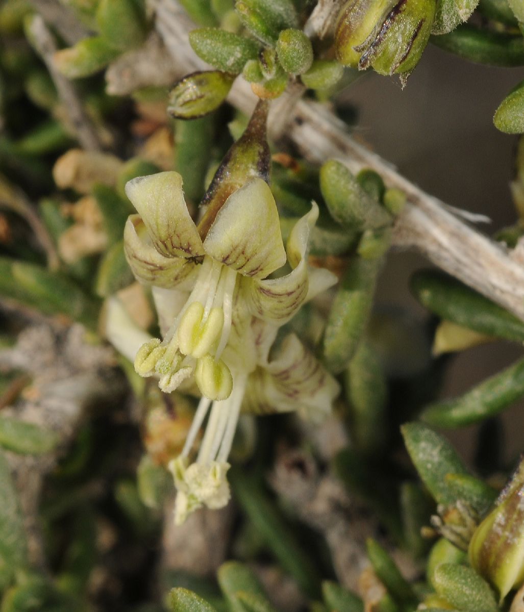 Solanaceae Lycium chilense