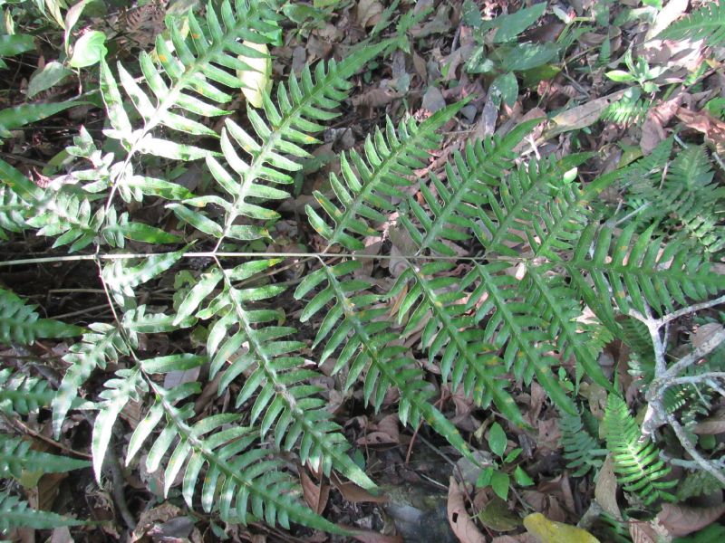 Pteridaceae Pteris livida