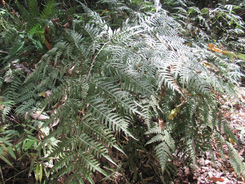 Pteridaceae Pteris livida