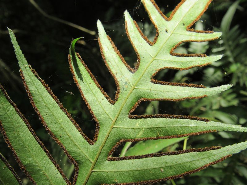 Pteridaceae Pteris livida