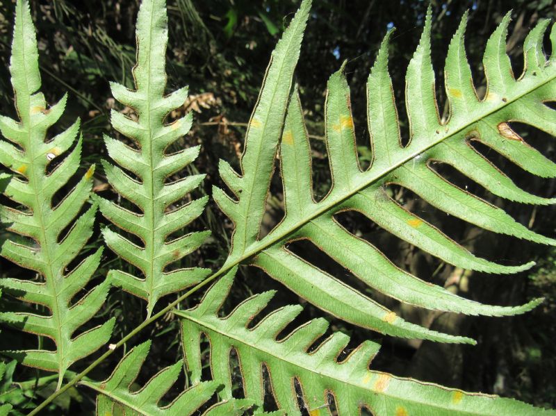 Pteridaceae Pteris livida