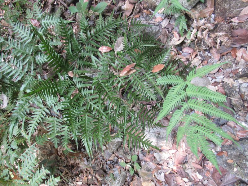 Pteridaceae Pteris livida