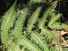 image of Pteris quadriaurita