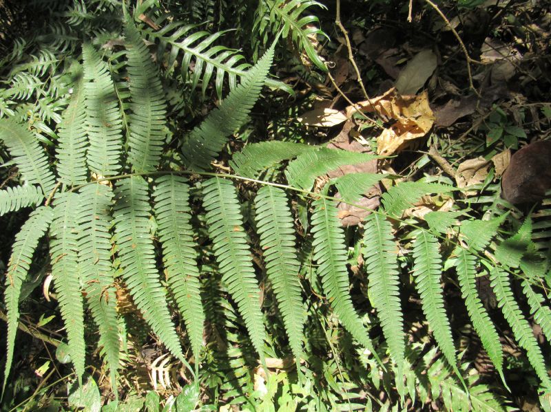 Pteridaceae Pteris quadriaurita