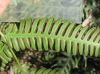 image of Pteris quadriaurita