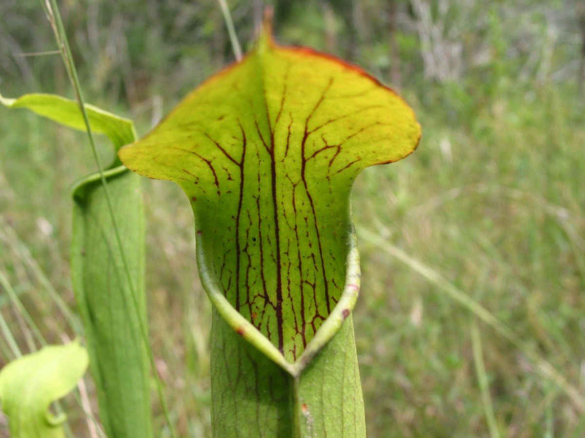 Sarraceniaceae Sarracenia 