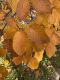 image of Amelanchier 