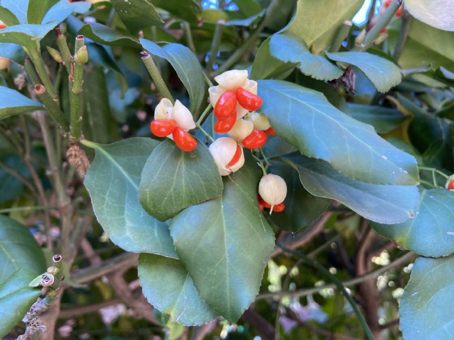 Celastraceae Euonymus fortunei