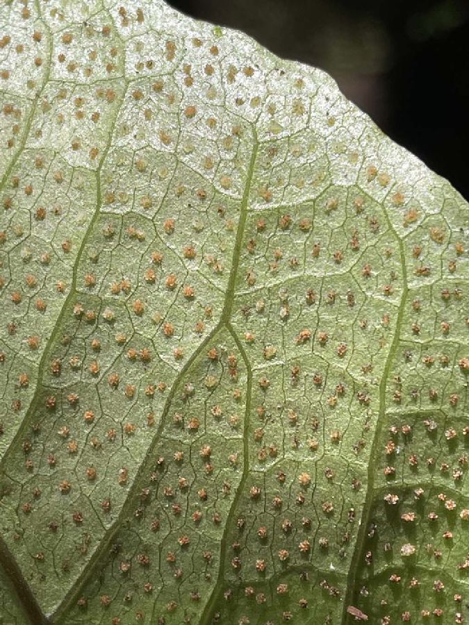Tectariaceae Hypoderris nicotianifolia