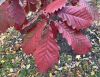 image of Quercus bicolor