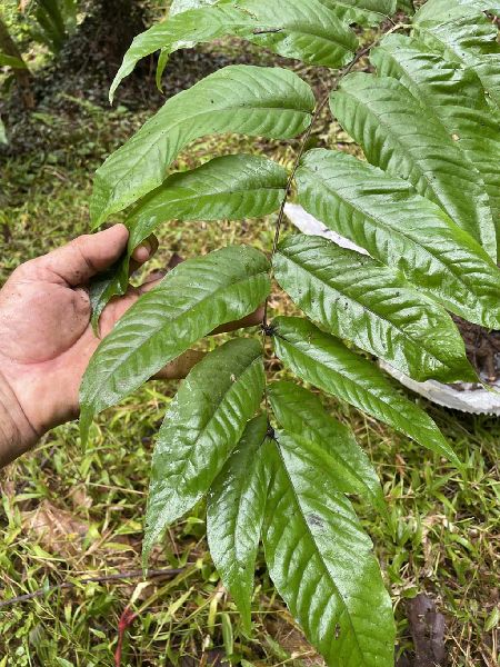Tectariaceae Tectaria moranii