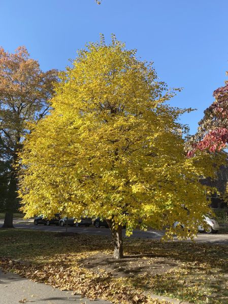 Tiliaceae Tilia cordata