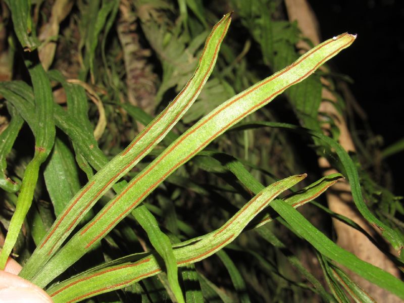 Pteridaceae Radiovittaria gardneriana