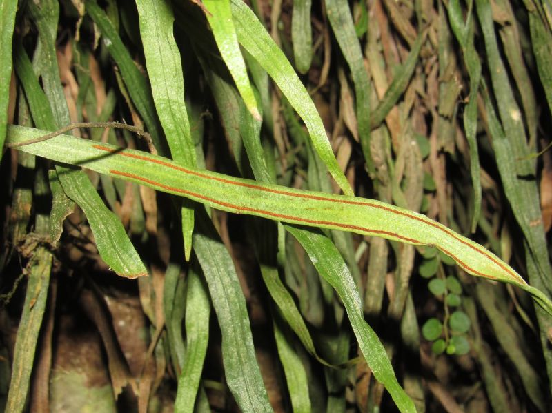 Pteridaceae Radiovittaria gardneriana
