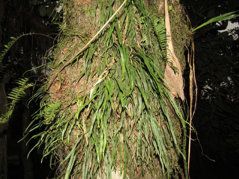 Pteridaceae Radiovittaria gardneriana