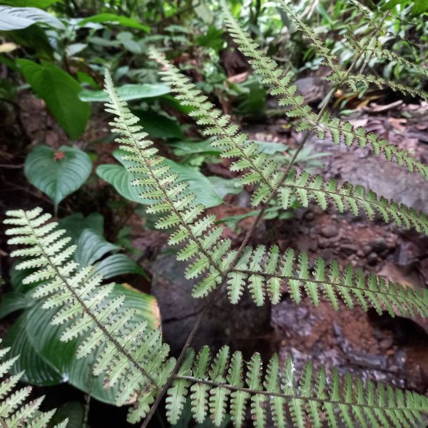 Dennstaedtiaceae Dennstaedtia obtusifolia