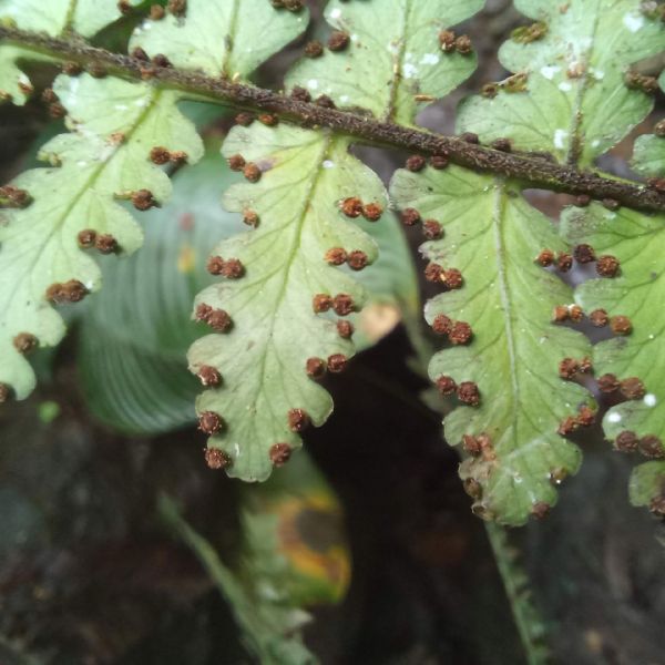 Dennstaedtiaceae Dennstaedtia obtusifolia