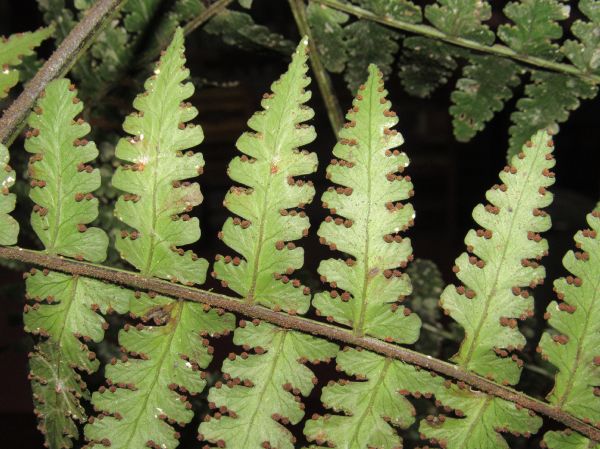 Dennstaedtiaceae Dennstaedtia obtusifolia