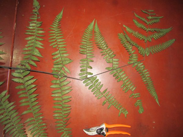 Dennstaedtiaceae Dennstaedtia obtusifolia