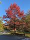 image of Quercus coccinea