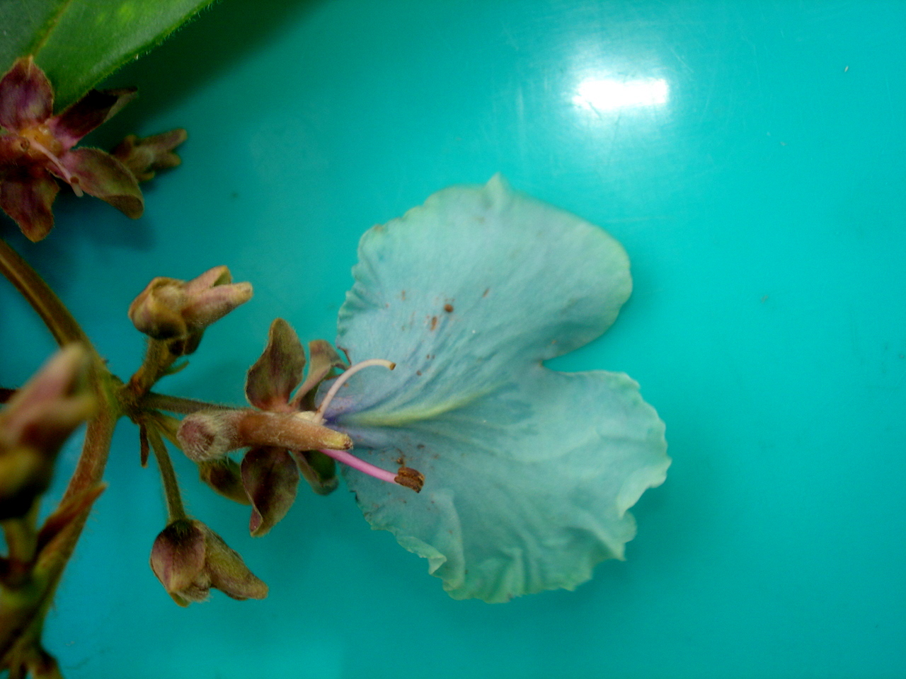 Vochysiaceae Qualea psidiifolia