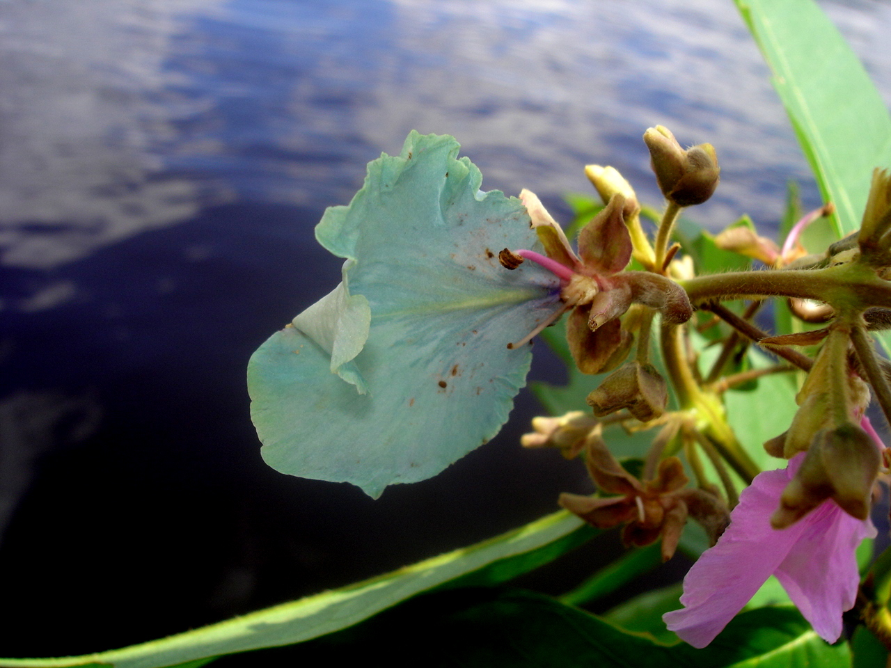 Vochysiaceae Qualea psidiifolia