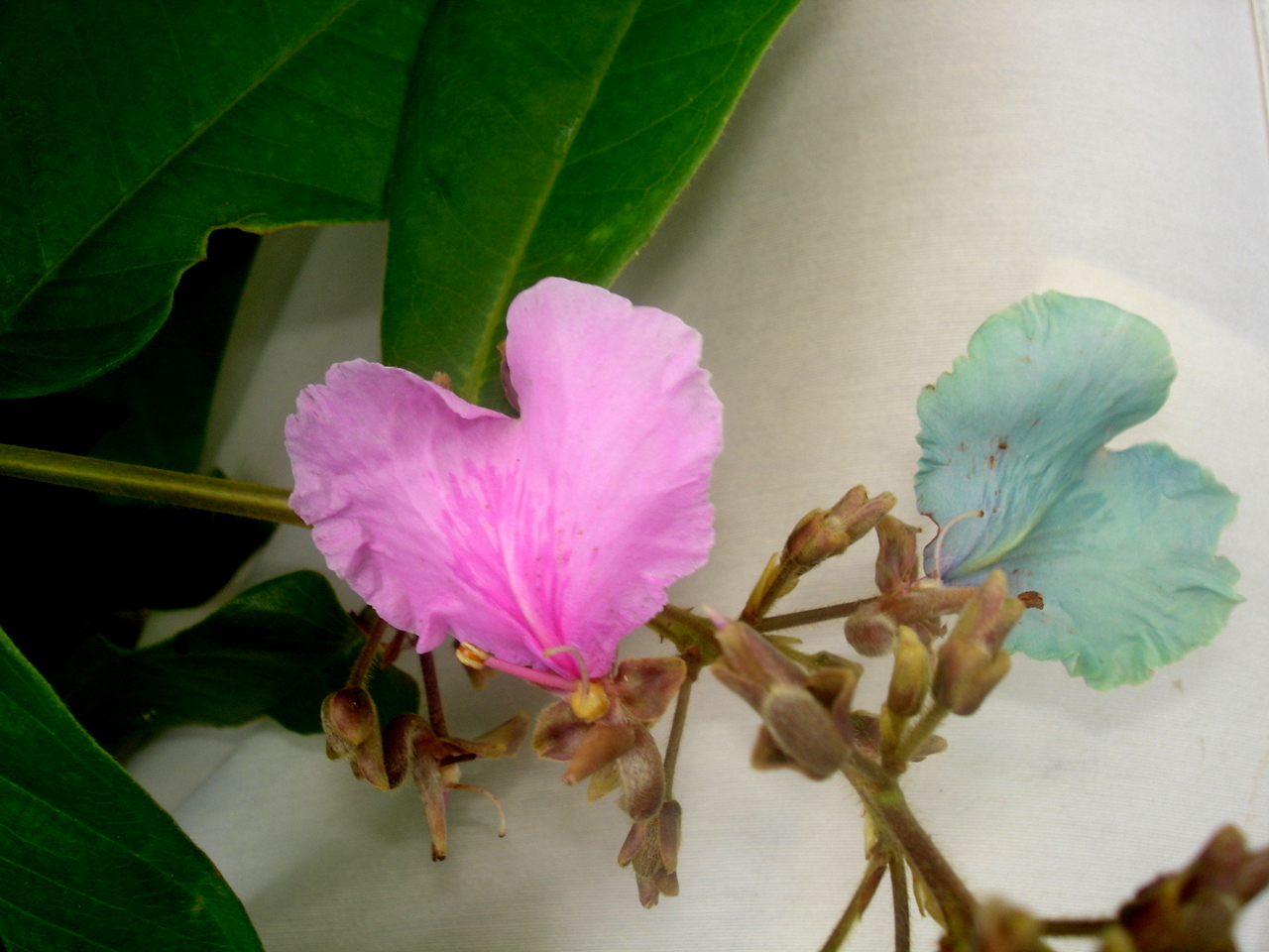 Vochysiaceae Qualea psidiifolia