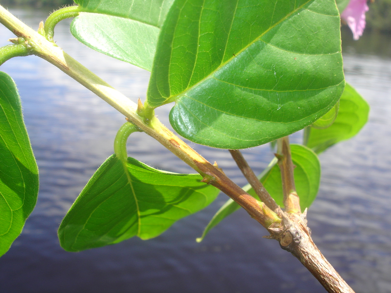 Vochysiaceae Qualea psidiifolia