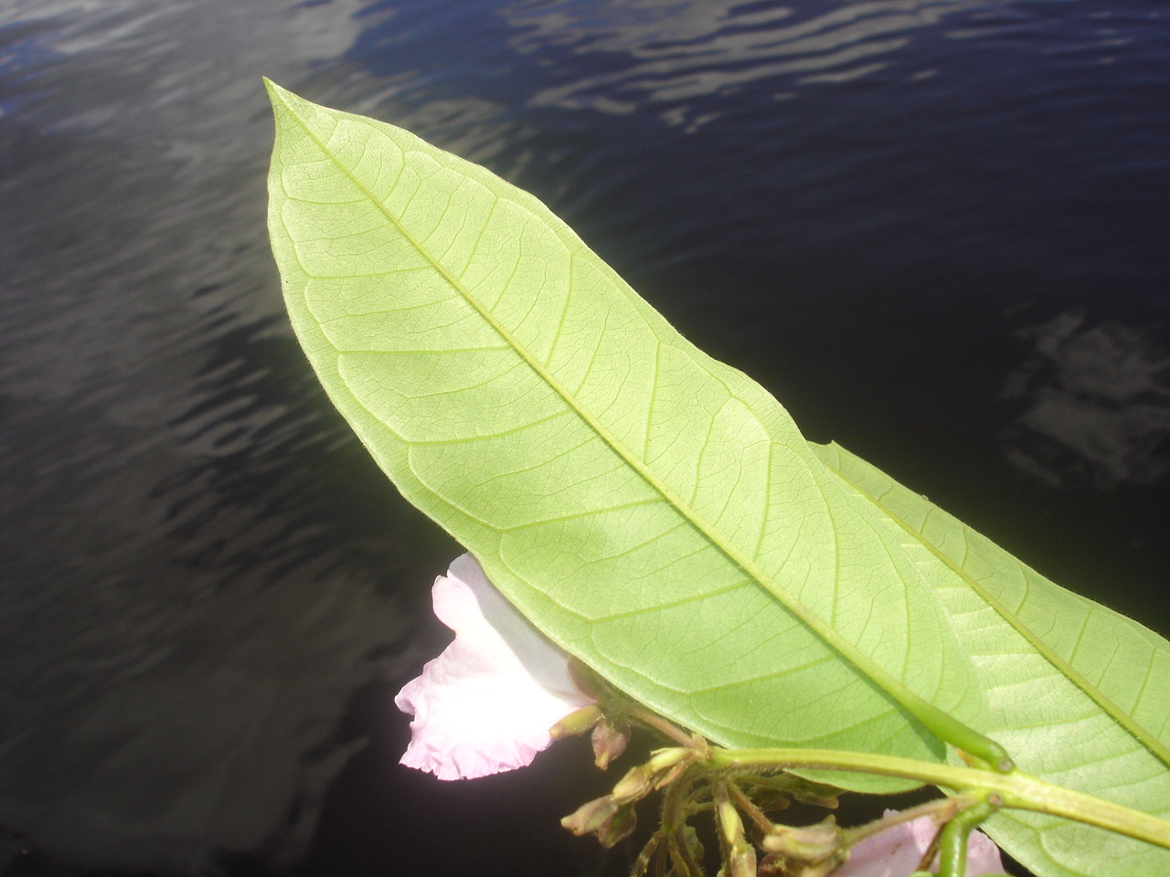 Vochysiaceae Qualea psidiifolia