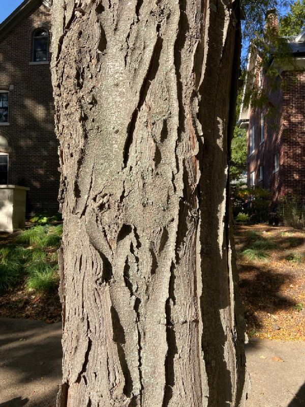 Fabaceae Gleditsia triacanthos
