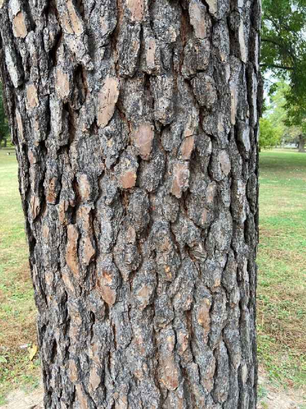 Pinaceae Pinus nigra