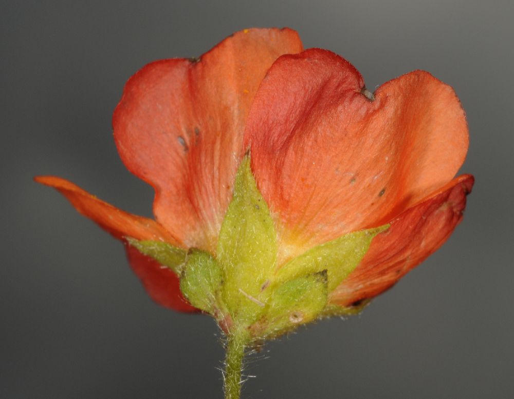 Malvaceae  