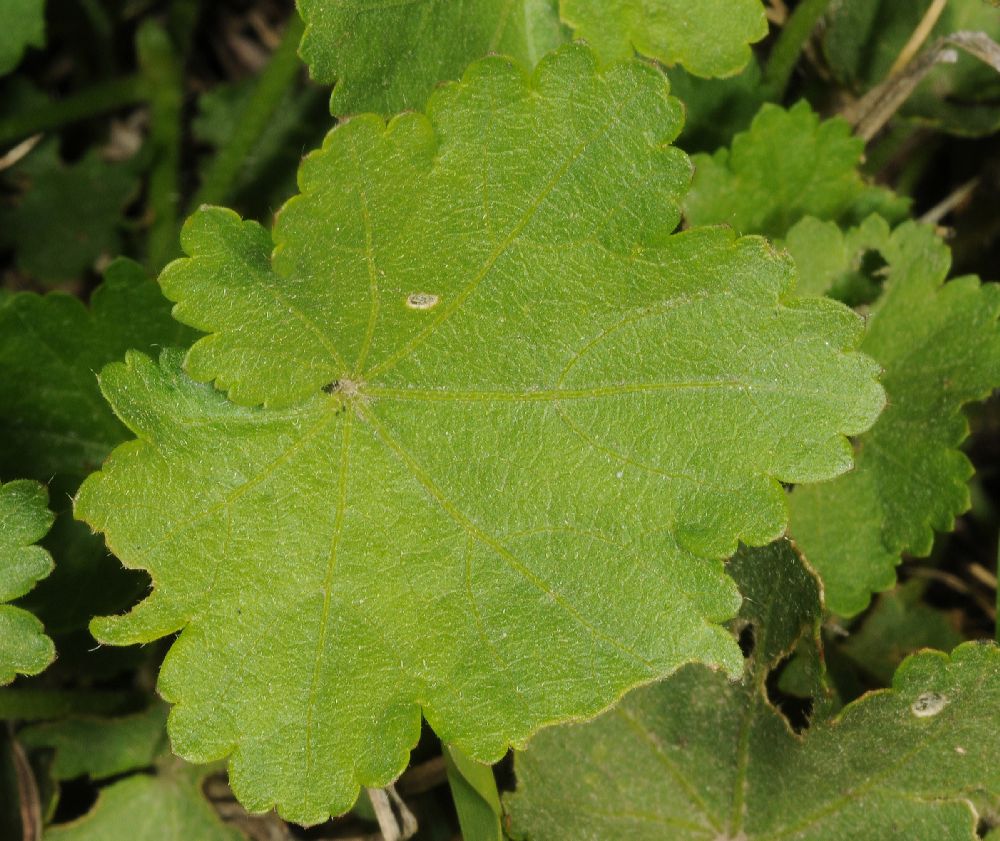 Malvaceae  
