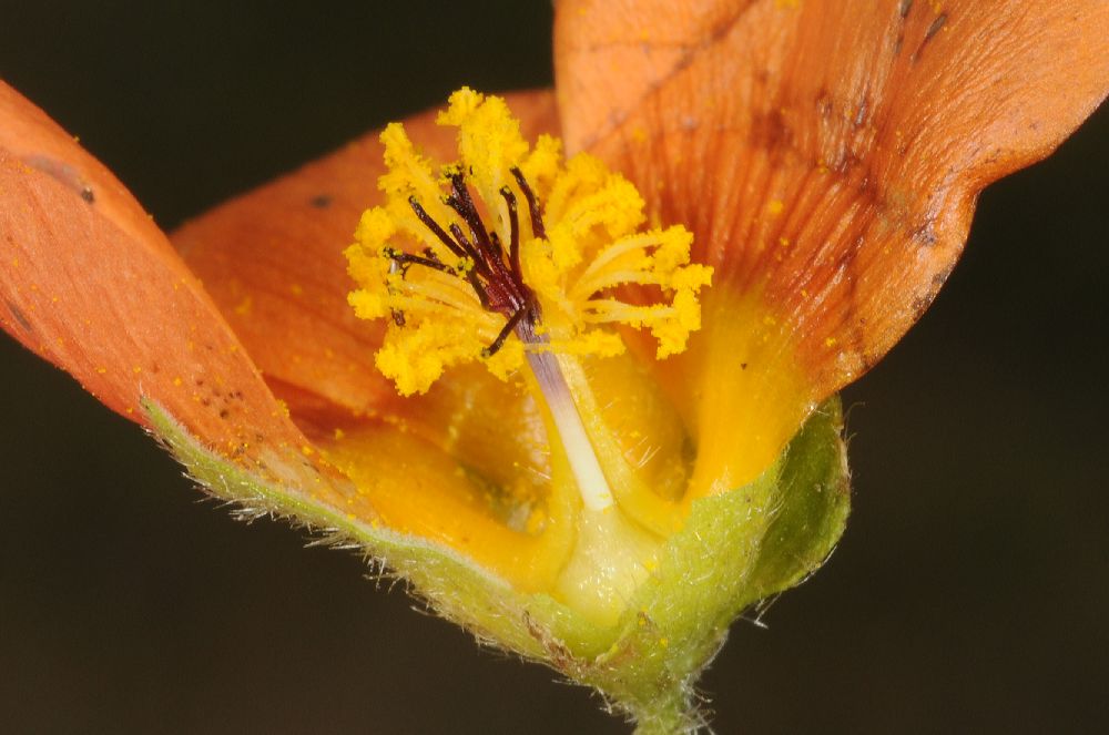 Malvaceae  