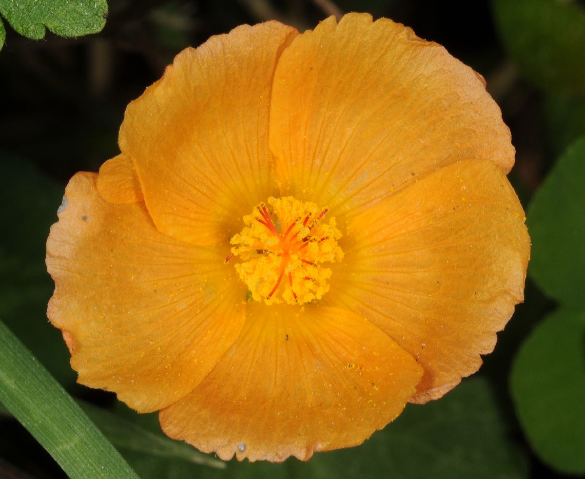 Malvaceae  