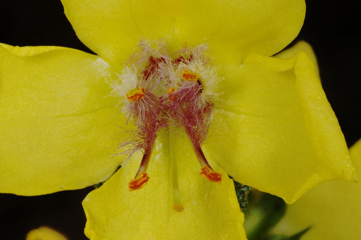 Scrophulariaceae Verbascum 