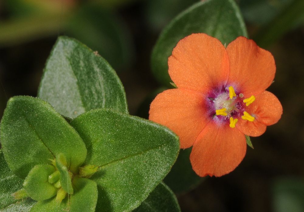 Primulaceae Anagallis arvensis