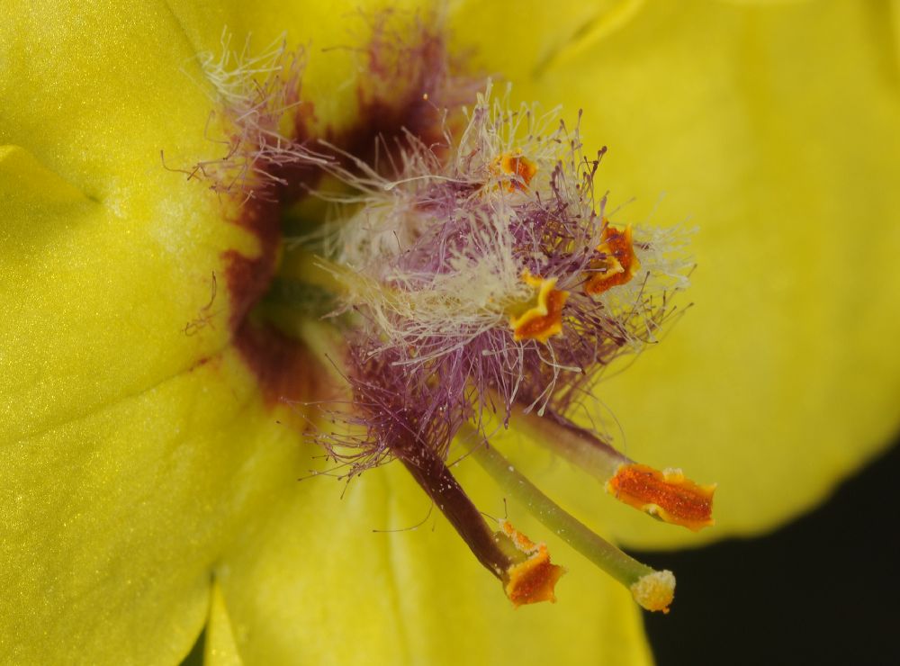 Scrophulariaceae Verbascum 