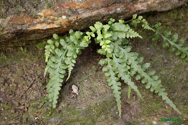 Aspleniaceae Asplenium pinnatifidum