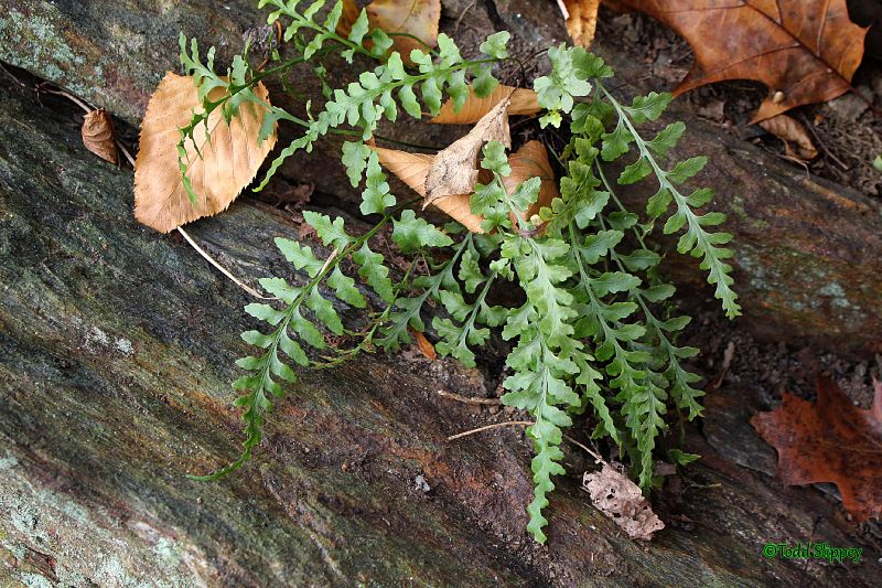 Aspleniaceae Asplenium trudellii