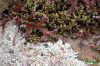 image of Selaginella rupestris