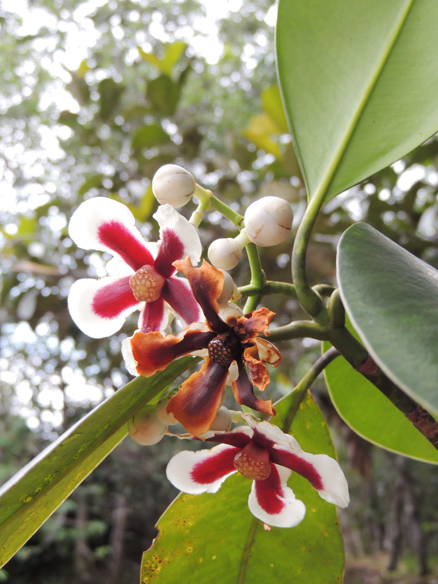Clusiaceae Clusia columnaris