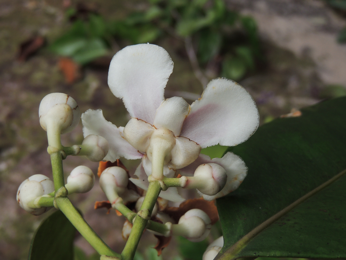 Clusiaceae Clusia columnaris