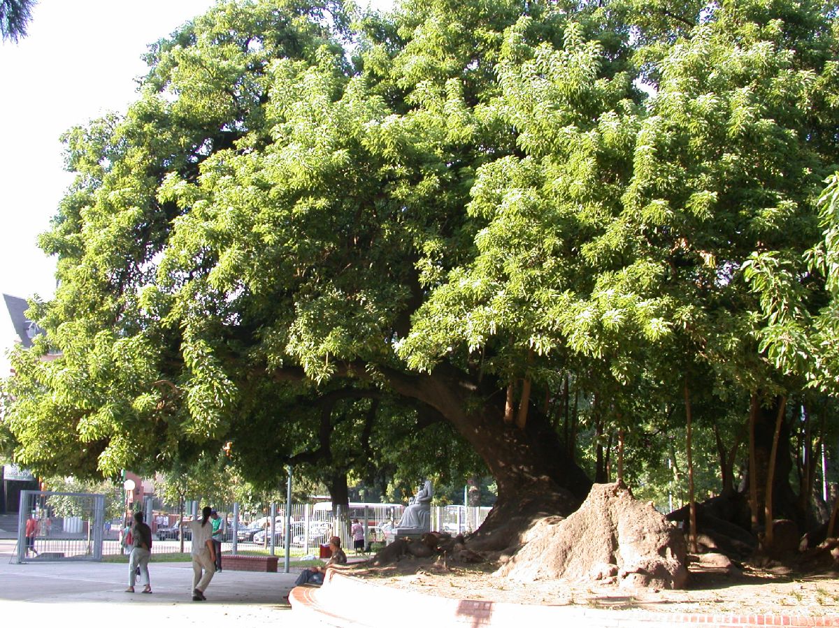 Phytolaccaceae Phytolacca dioica