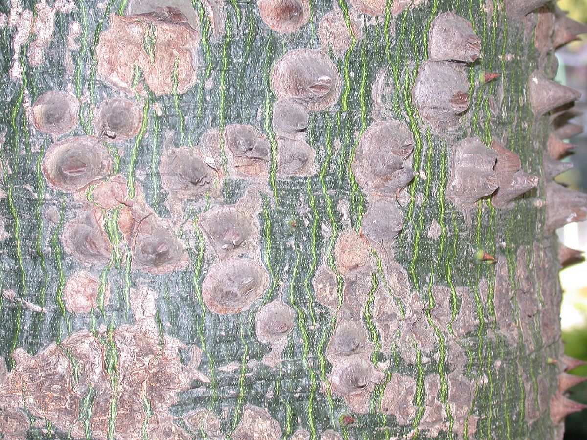 Bombacaceae Chorisia speciosa