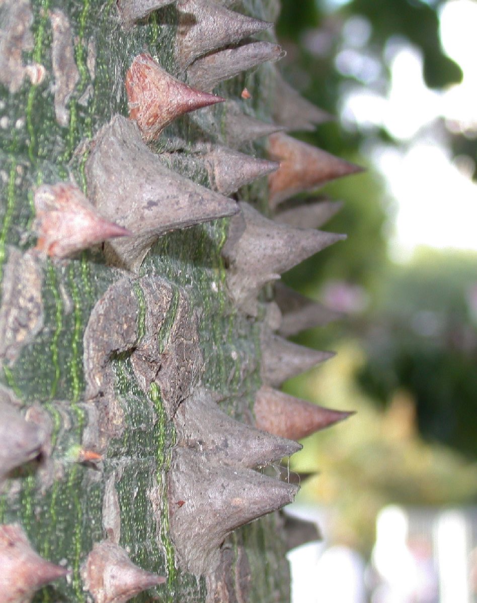 Bombacaceae Chorisia speciosa