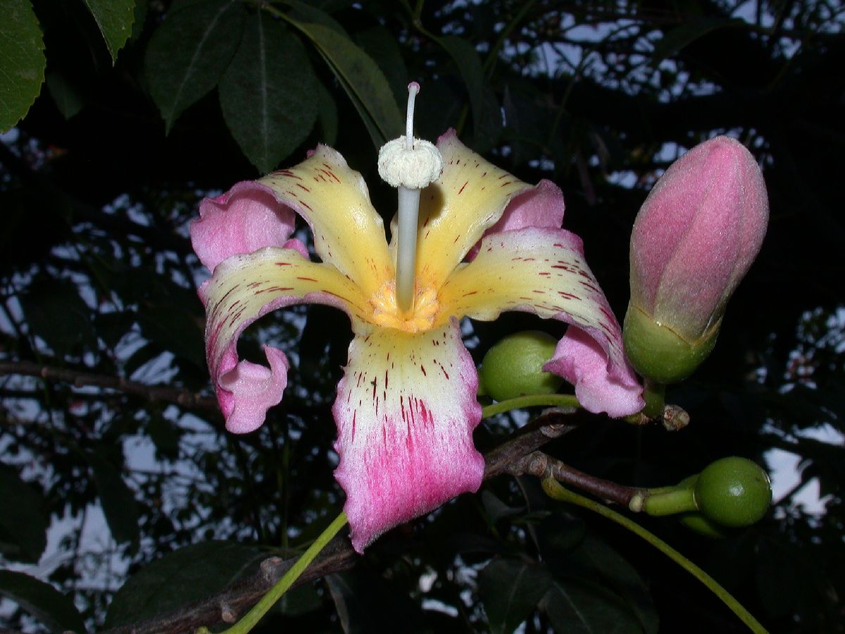 Bombacaceae Chorisia speciosa