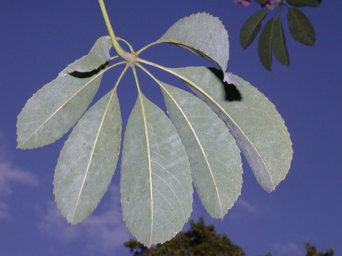 Bombacaceae Chorisia speciosa