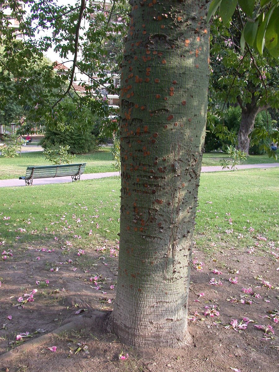 Bombacaceae Chorisia speciosa